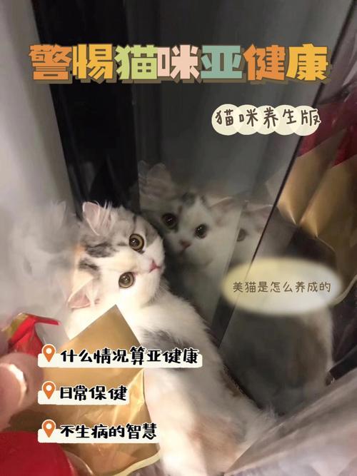 (重写标题：如何让你的猫保持健康活力 - 猫咪的健康保健小贴士)