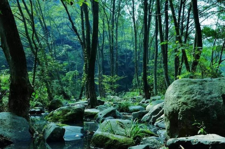 夏天避暑最佳旅游地(盛夏密林薄雾消，冷爽天台呼你至：避暑首选旅游地)